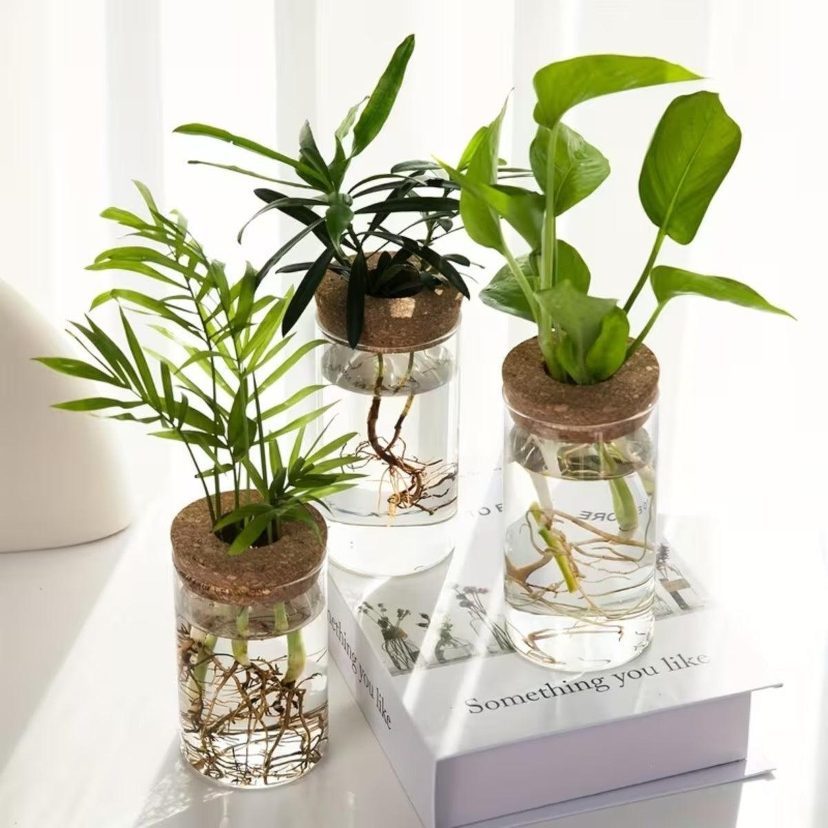 Hydroponic Propagation Station With Glass Vase And Cork Lid For Houseplants