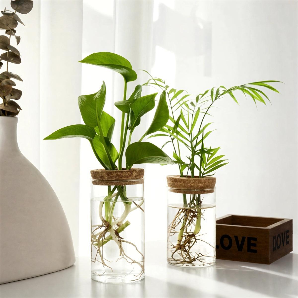 Hydroponic Propagation Station With Glass Vase And Cork Lid For Houseplants