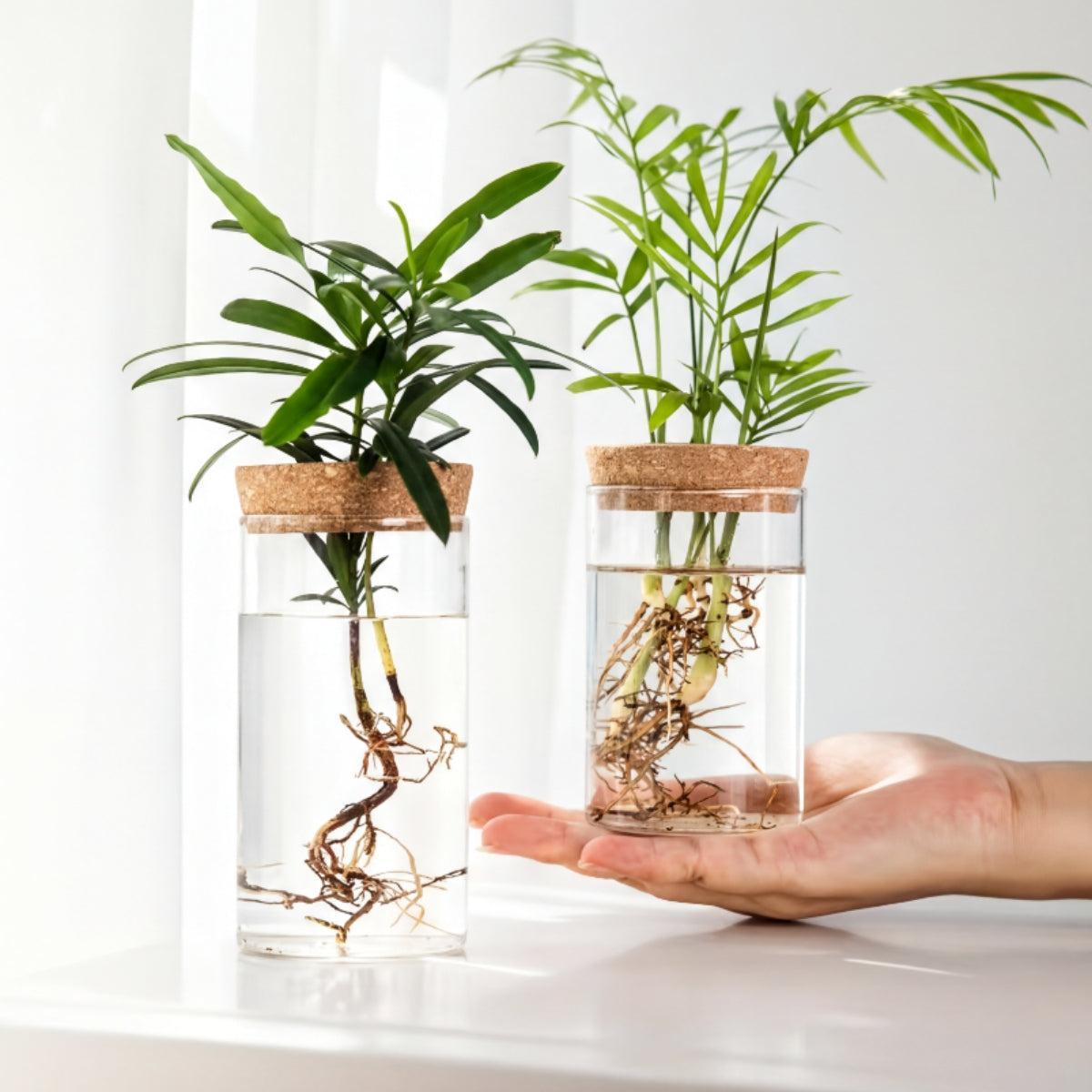 Hydroponic Propagation Station With Glass Vase And Cork Lid For Houseplants
