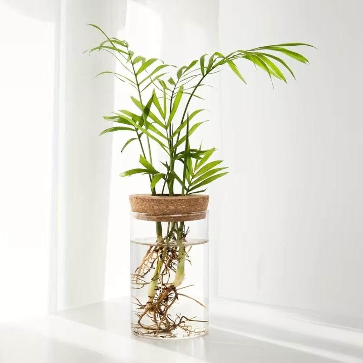 Hydroponic Propagation Station With Glass Vase And Cork Lid For Houseplants
